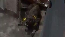 愛犬靈堂放聲大哭　蜷曲角落惹網心疼（圖／翻攝自Đảo Mèo臉書社團）