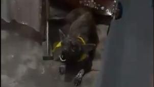 心愛主人離世…愛犬靈堂角落放聲大哭