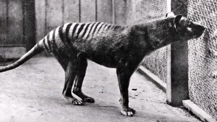 滅絕生物現身？最後1隻死於1936