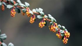 名家／草根（勿用）
