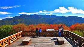 阿里山林鐵邀遊客走訪賞楓秘境（1）阿里山林業鐵路及文化資產管理處12月推出林鐵限定「款行、楓旅」主題列車活動，安排遊客搭乘檜木車廂列車前往賞楓秘境，小笠原山的楓紅景緻美不勝收。（黃源明提供）中央社記者黃國芳傳真　108年10月18日