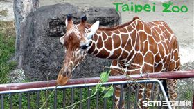 台北市立動物園的長頸鹿寶寶「麥照」