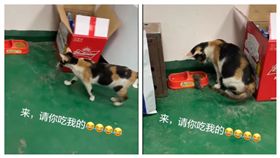 貓咪,老鼠,飼料,傻眼,反轉（圖／翻攝自爆笑公社）