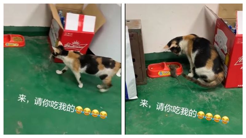 花貓把老鼠叼回碗旁…下一秒網全看傻