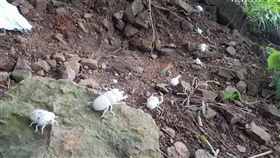 台北近郊島嶼秘境　森林系展覽療癒身心（1）台北近郊秘境「少少－原始感覺研究室」舉辦期間限定的「島嶼秘境」展，沒有門牌號碼或指示，只能沿著山坡行走，跟著石塊上的泥人、羊毛氈昆蟲標本，一路進入魔幻森林。中央社記者鄭景雯攝　108年10月18日