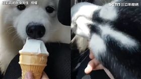 快狠準！冰淇淋瞬間入二哈口中　傻白甜被嚇得措手不及