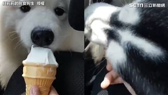 冰淇淋入二哈口中　牠被嚇得措手不及
