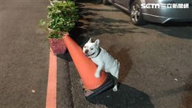 鬥牛犬,發情,交通錐,假女友,結紮(嘉義縣家畜疾病防治所長林珮如提供)