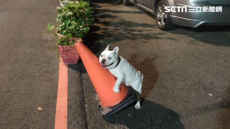 鬥牛犬抱假女友發洩　前任被玩壞了