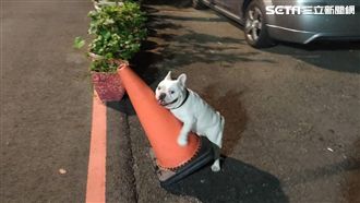 鬥牛犬抱假女友發洩　前任被玩壞了