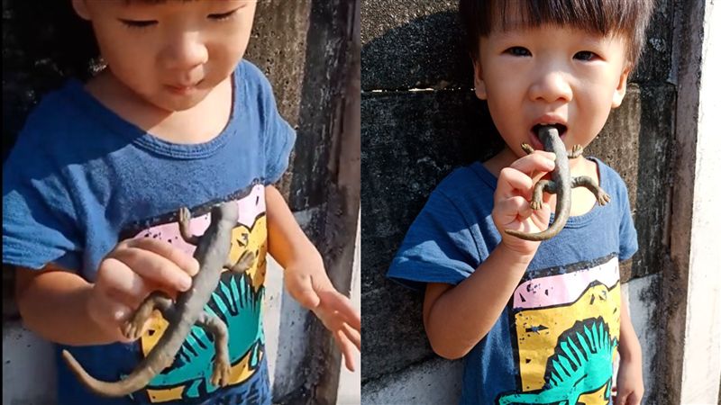 兒徒手抓壁虎猛嗑…網全讚聲：媽好強