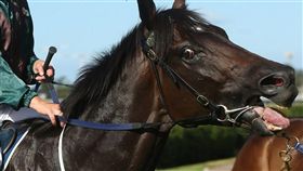 澳洲廣播公司17日揭露澳洲每年有數以千計的退休賽馬遭非人道方式屠宰，屠體則供人類或動物食用，給澳洲高人氣、高利潤的賽馬業投下震撼彈。（圖／翻攝自賽馬保護聯盟網頁horseracingkills.com）