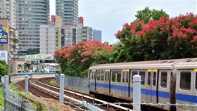 台灣欒樹秋日火紅　捷運窗外賞美景時序值秋，台灣欒樹也在路旁以火紅樹梢展現秋日詩意，18日一列捷運列車駛過，襯托後方高樓與成排欒樹，繽紛色彩形成美麗風景。中央社記者黃旭昇新北市攝　108年10月19日