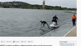 日前澳洲發生了一件讓人哭笑不得的趣事！澳洲的坎培拉市警方於16日接獲民眾報案，民眾表示，在伯里格里芬湖（Lake Burley Griffin）中，有隻袋鼠疑似失足掉到湖裡，並在水中載浮載沉，民眾不知道牠是否溺水，因此向警方報案，只不過當警方到場，將袋鼠救援上岸時，只見袋鼠似乎不願被拯救，還想繼續玩水，牠轉身再度跳回湖中，逗趣畫面被民眾拍下，讓人哭笑不得！（圖／翻攝自ABCNEWS）