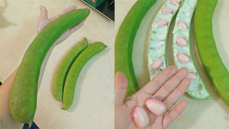 友種出巨型魔豆！他驚：被放大燈照到
