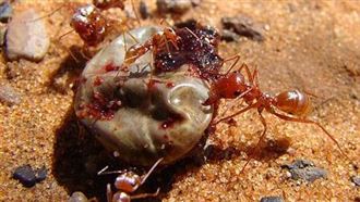 世界上最快的螞蟻！沙漠短腿小快艇