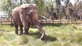 數十年來在南美洲馬戲團表演的亞洲象蘭巴從智利動物園搭乘飛機及卡車，在巴西露天保護區展開新生活。（圖取自facebook.com/globalsanctuaryforelephants）