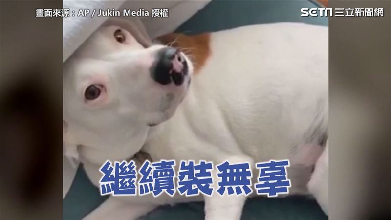 汪星人當家做主　主人外出回來超崩潰
