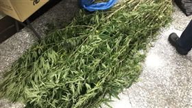 台南市，台南市刑大，大麻，毒品，製毒
