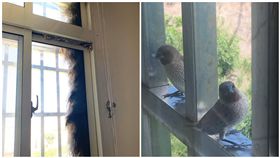 窗台塞爆「4顆鳥巢」！她驚：才升官加薪…網狂讚風水太好（圖／翻攝自爆廢公社）