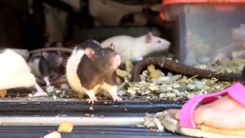 寵物鼠2隻變3百隻！飼主崩潰幫找家