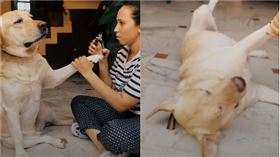 拉布拉多犬剪指甲。（圖／翻攝自抖音APP用戶@aashinkhosla）