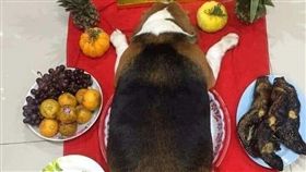 一名網友日前在臉書上分享因為經費不足，所以在準備牲禮時用愛犬代替展現誠意，「伙食很好」的米格魯趴在地上完全融入供品，背影看起來神似「大豬公」，讓網友笑稱「這是阿嬤養的狗吧」。（圖／翻攝自爆笑公社）