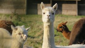 草泥馬,羊駝（圖／翻攝自Unsplash）