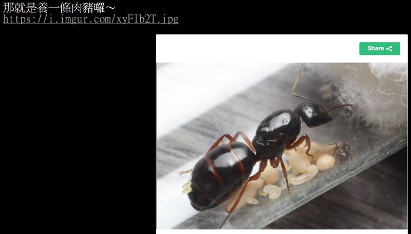 螞蟻冬天在幹嘛？他曝驚人真相網看呆