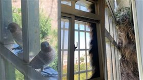 才一個月沒回來，不請自建的鳥公寓越蓋越高（圖／翻攝自爆廢公社臉書）