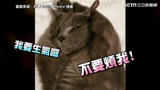 「離開我的床」！傲嬌貓雙手摀耳裝傻
