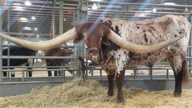 金氏世界紀錄,牛角,Bucklehead,美國,德州,拖車,保護,抽獎,照顧,間距　圖／翻攝自臉書