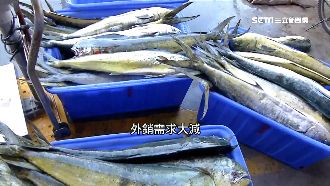 鬼頭刀收成好外銷減　輔導製加工品