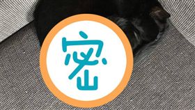 貓,部隊,黑豆干,棉被(爆料公社)