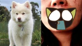 貴賓狗,雪橇犬,黑龍江,大陸,餵食,攻擊,嘴唇,規矩,溫馴,安全,寵物,狗,　組合圖／翻攝自Pxhere、微博