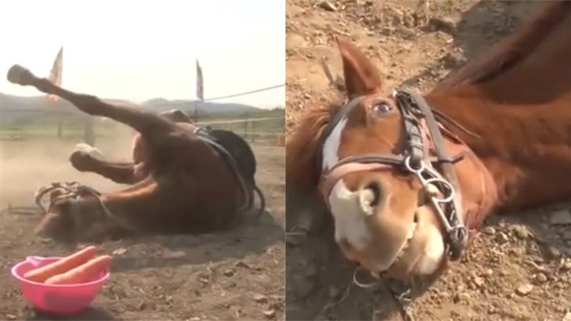 馬兒也偷懶！牠載人就腿軟「裝死」