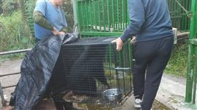 台東2小熊移地照養（1）台東林管處照養的廣原小熊姆拉斯Mulas和利稻小熊22日送抵特有生物研究保育中心低海拔試驗站，開始為期至少2個月的移地照養。（台東林管處提供）中央社記者李先鳳傳真　108年10月22日