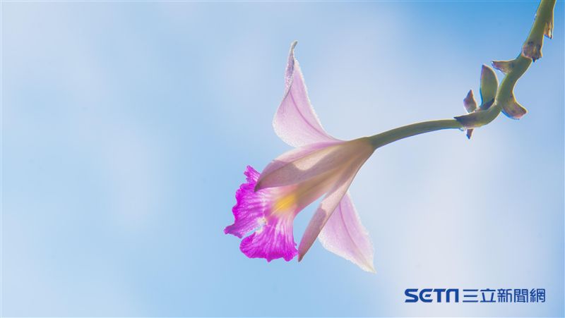 看到它快打卡！這種蘭花淪極危物種…
