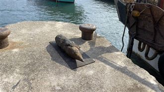 嚇傻了！大溪漁港驚現「巨型未爆彈」