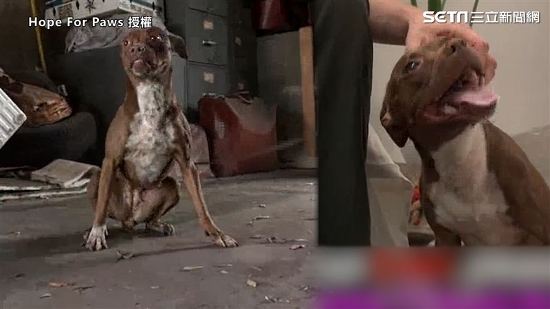 志工誘捕比特犬　結局反轉個性如貓咪
