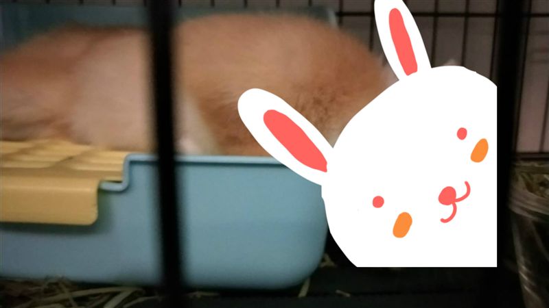 撞見狂譙：寵物很吵　她一句房東秒閃