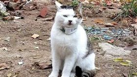 貓,GPS,路線圖,爆笑公社　圖／翻攝自臉書爆笑公社