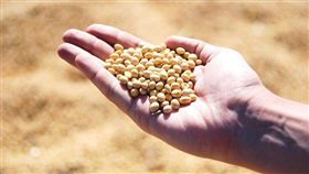 消息人士說，北京當局向國內外主要大豆加工業者提供豁免，免除進口美國大豆的高額關稅，額度高達1000萬公噸。（示意圖／圖取自Pixabay圖庫）