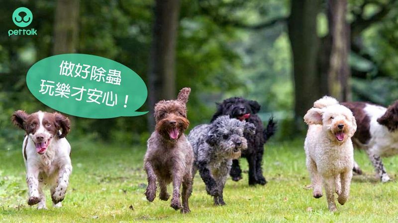 不同壁蝨種類的介紹與帶原疾病