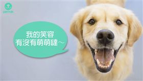 ▲圖／翻攝自PetTalk官網