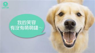 還給毛孩汪汪大眼　乾眼症治療方法