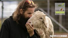 綿羊克里斯(Little Oak Sanctuary提供)
