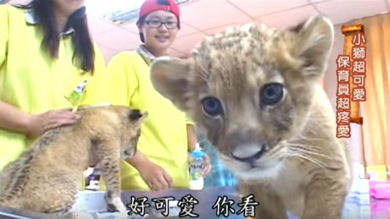 「壽山動物園」用愛心與動物共處的人
