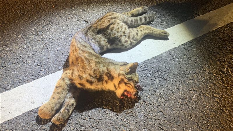 石虎保育艱難　監測相機遭竊又傳路殺