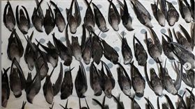 煙囪雨燕,美國,撞牆,北卡羅萊納州（圖／翻攝自卡羅萊納水禽救援中心IG）